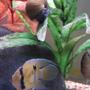 freshwater fish - cleithracara maronii - keyhole cichlid stocking in 50 gallons tank - Keyhole Cichlid Pair Snail