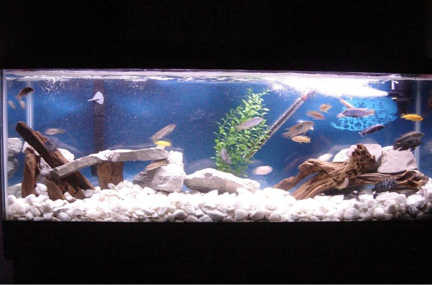 Rated #276: 55 Gallons Freshwater Fish Tank - my tank