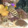 saltwater fish - zebrasoma veliferum - sailfin tang stocking in 120 gallons tank - Close-up
