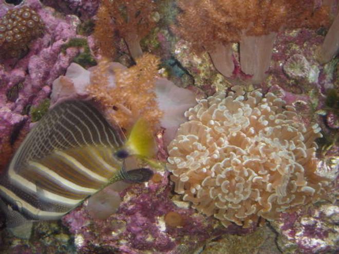 saltwater fish - zebrasoma veliferum - sailfin tang stocking in 120 gallons tank - Sail Fin and Coral
