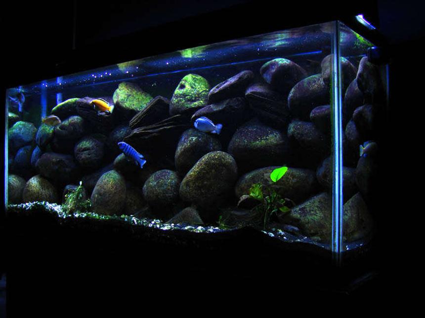 Rated #23: 55 Gallons Freshwater Fish Tank - My freshwater tank under progress.