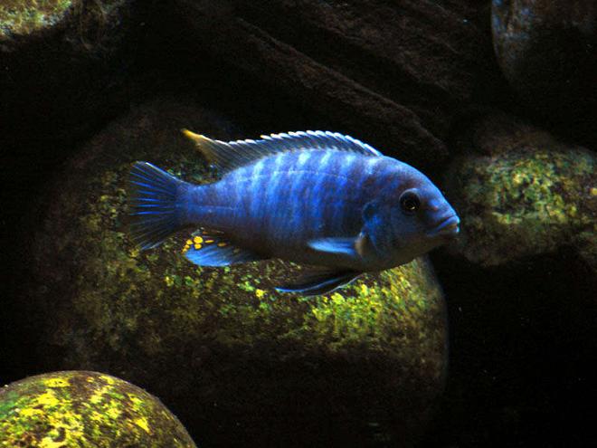 freshwater fish - aulonocara stuartgranti - peacock cichlid stocking in 55 gallons tank - malawi