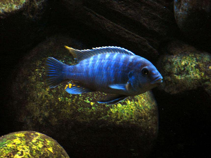 Rated #18: Freshwater Fish - Aulonocara Stuartgranti - Peacock Cichlid Stocking In 55 Gallons Tank - malawi