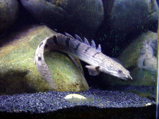 freshwater fish - polypterus senegalus - senegal bichir stocking in 55 gallons tank - senegal bichir