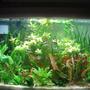 85 gallons planted tank (mostly live plants and fish) - my 40 gallons tank