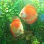 freshwater fish - symphysodon sp. - red marlboro discus stocking in 85 gallons tank - my discus