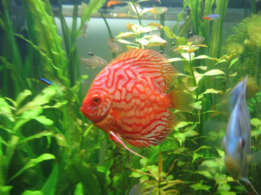 Rated #377: Freshwater Fish - Symphysodon Spp. - Snakeskin Discus Stocking In 85 Gallons Tank - my discus 3