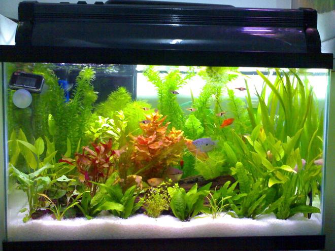 85 gallons planted tank (mostly live plants and fish) - my 15 gallons tank