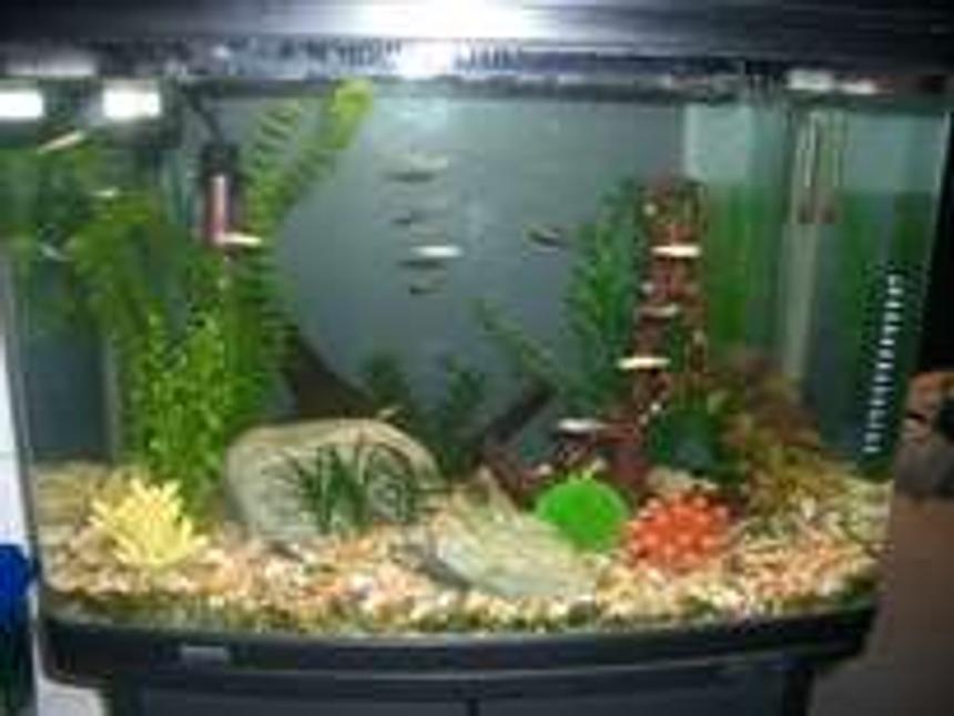 Rated #513: 19 Gallons Freshwater Fish Tank - This is my first tropical tank with glass bloodfin tetras, Cardinal tetras, Penguin Tetras, Gold zebra danios, baby bristlenose, 2 small snails and soon to get juli corys and freshwater angelfish