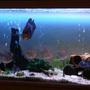 60 gallons freshwater fish tank (mostly fish and non-living decorations) - When the oscar goes I'll give it a facelift...