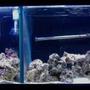 55 gallons saltwater fish tank (mostly fish, little/no live coral) - 55g puffers