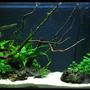 60 gallons planted tank (mostly live plants and fish) - 29g Low light Tank Java fern, Crypts, Anubias, Moss, ... 3 Apistogramma bitaeniata 1 otto