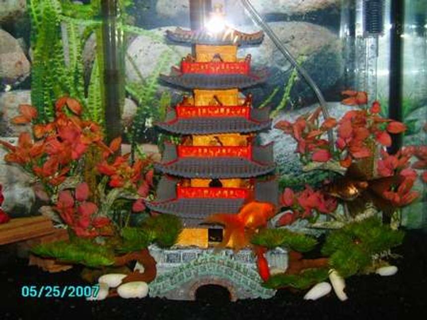 Rated #434: 25 Gallons Freshwater Fish Tank - My mini oriental zen garden!