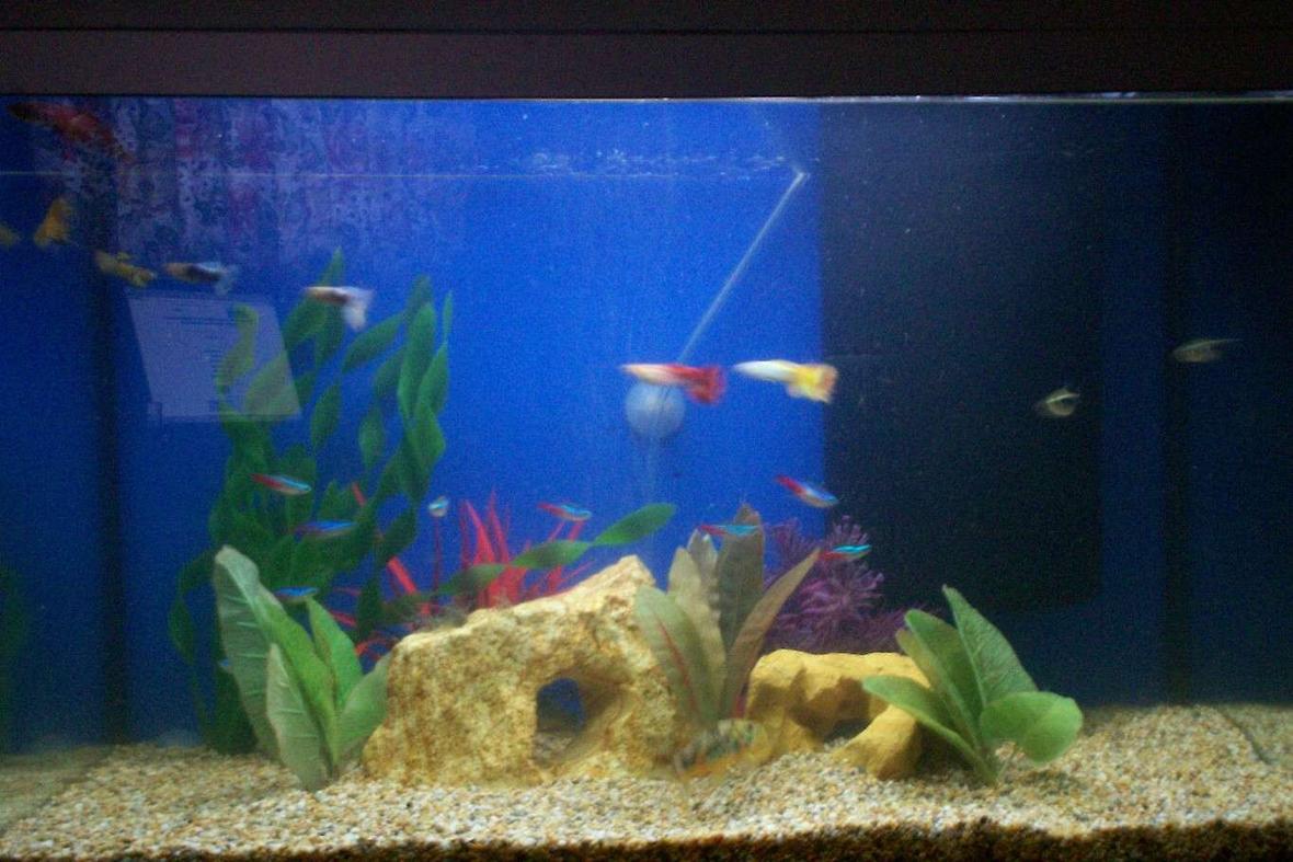 10 gallons freshwater fish tank (mostly fish and non-living decorations) - My 60 litre tetra tank with fake plants, 8 neon tetras, 4 black neons, 1 bristlenose cat, 2 pepper corys, and 1 male betta
