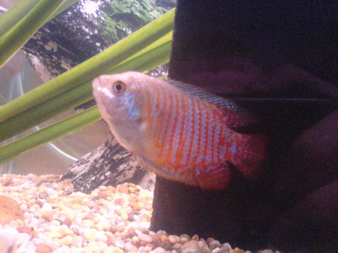 freshwater fish - colisa lalia - dwarf gourami stocking in 24 gallons tank - dwarf gourami