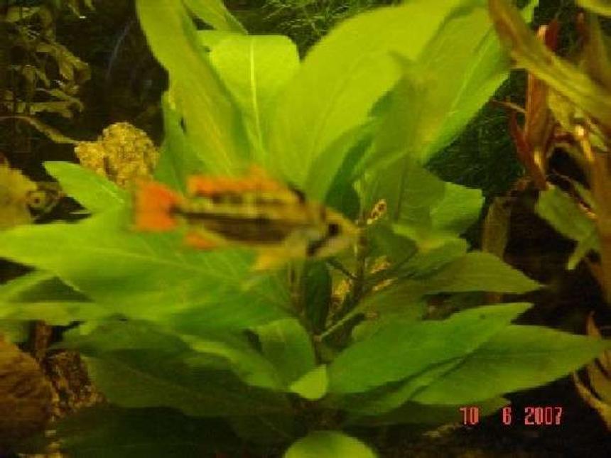 Rated #2447: Freshwater Fish - Apistogramma Cacatuoides - Orange Cockatoo Cichlid Stocking In 240 Gallons Tank - Cockatoo Cichlid