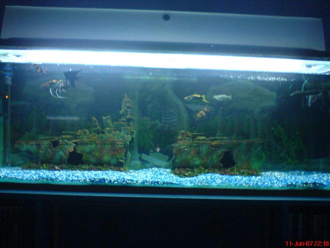 47 gallons freshwater fish tank (mostly fish and non-living decorations) - Fish Tank (4" one) and its about 2 months in now with all my fish in as i have said before, hope to get plants soon!