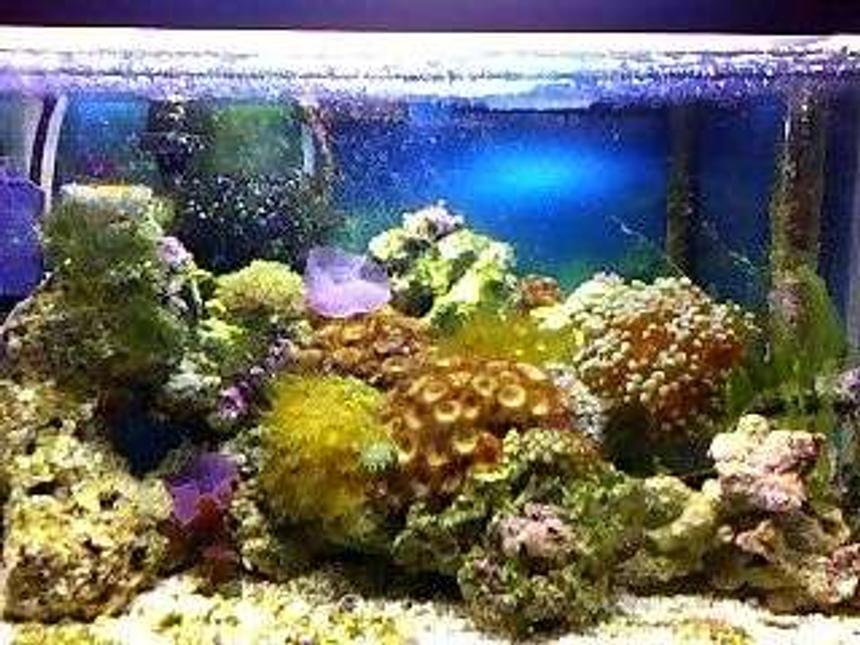 Rated #162: 10 Gallons Reef Tank - 10 gal reefy under constrution