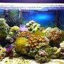 10 gallons reef tank (mostly live coral and fish) - 10 gal reefy under constrution