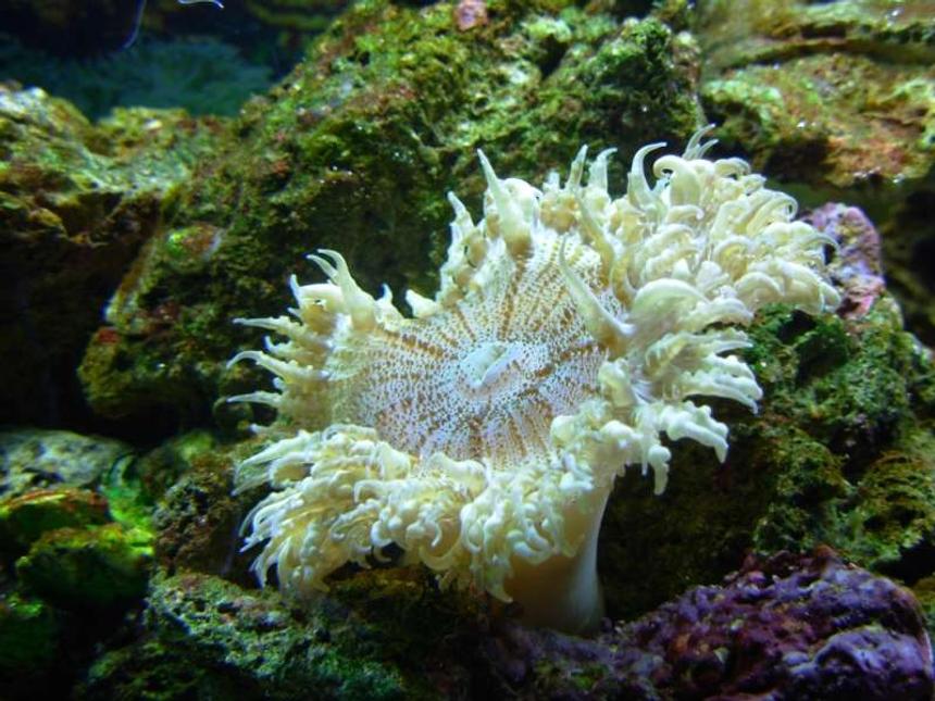 Rated #25: Corals Inverts - Epicystis Crucifer - Rock Flower Anemone Stocking In 46 Gallons Tank - Rock flower