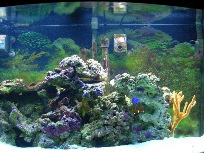 Rated #59: 46 Gallons Saltwater Fish Tank - Six months ago