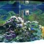 46 gallons saltwater fish tank (mostly fish, little/no live coral) - Six months ago
