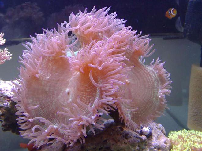 corals inverts - catalaphyllia jardinei - elegance coral stocking in 55 gallons tank - elegance coral