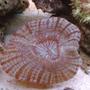corals inverts - acanthophyllia deshayesiana - doughnut coral stocking in 55 gallons tank - not sure of the name, but if someone knows could they please let me know.