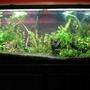 55 gallons planted tank (mostly live plants and fish) - 55 gallon
