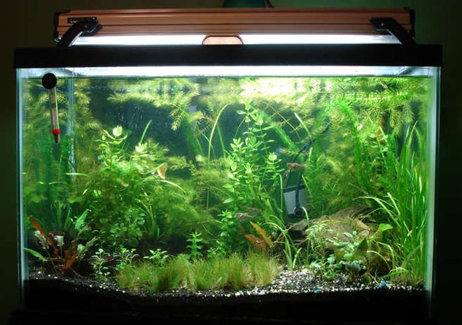 55 gallons planted tank (mostly live plants and fish) - 20 gallon