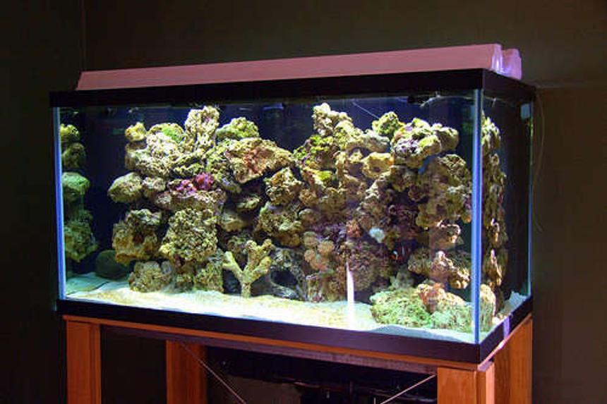 Rated #122: 120 Gallons Reef Tank - hi
