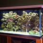 120 gallons reef tank (mostly live coral and fish) - hi