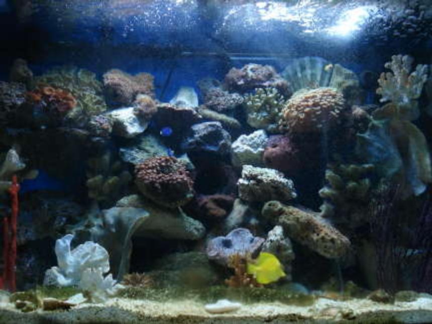 Rated #137: 65 Gallons Reef Tank - Full View