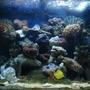 65 gallons reef tank (mostly live coral and fish) - Full View