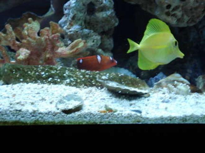65 gallons saltwater fish tank (mostly fish, little/no live coral) - Yellow Tang and Juv Red Coris Wrasse