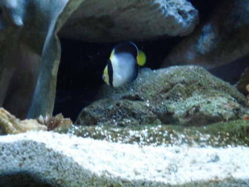 Rated #96: Saltwater Fish - Chaetodontoplus Mesoleucus - Singapore Angelfish Stocking In 65 Gallons Tank - Singapore Angle