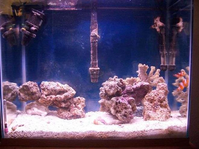 125 gallons saltwater fish tank (mostly fish, little/no live coral) - 30gal tank, 2Clowns,1Purple Dottyback,1Green Mandarin,1Starfish,1Sea serpant,1Horseshoe crab,and 12lbs of Live rock
