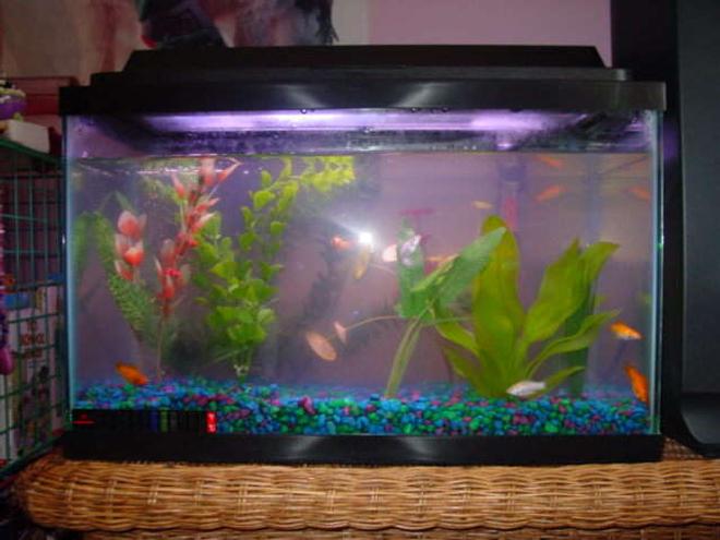 150 gallons freshwater fish tank (mostly fish and non-living decorations) - A ten gallon tank ( starter kit ) mostly dominated mollies except for one shark the Lila and one other fish the Pictus Cat Fish.