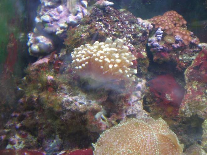 corals inverts - euphyllia paradivisa - frogspawn coral stocking in 24 gallons tank - my frogspawn