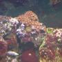 corals inverts - zoanthus sp. - flame polyps stocking in 24 gallons tank - My red zoa's w/ my starbusrt