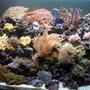 110 gallons reef tank (mostly live coral and fish) - jeffs reef tank 11 06