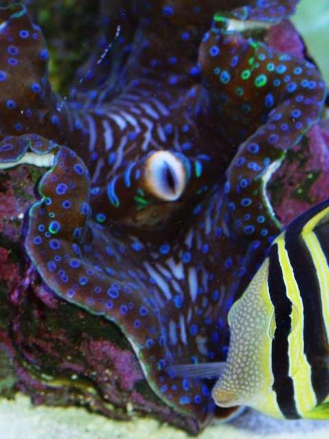 saltwater fish - zebrasoma veliferum - sailfin tang stocking in 65 gallons tank - Sailfin Tang