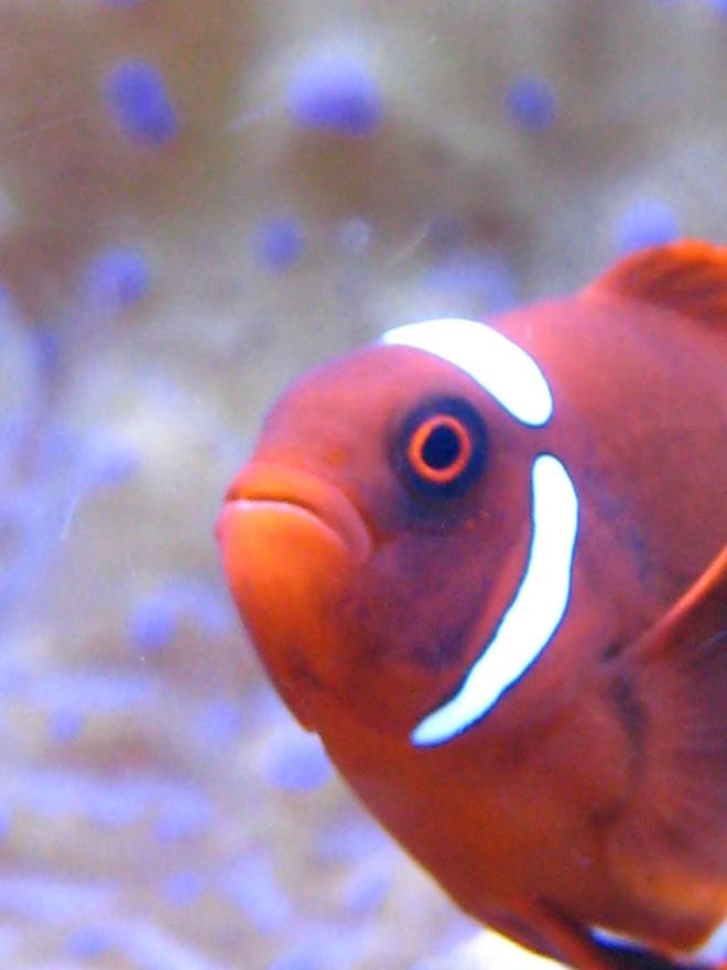 saltwater fish - premnas biaculeatus - maroon clownfish stocking in 65 gallons tank - Maroon Clown Hosting in T. Gigas Clam