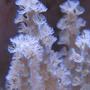 corals inverts - sinularia sp. stocking in 65 gallons tank - Sinularia Coral Close Up