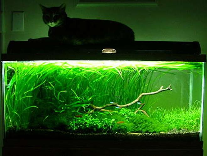 30 gallons planted tank (mostly live plants and fish) - 30gal planted tank