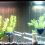 fish tank picture - before the fish