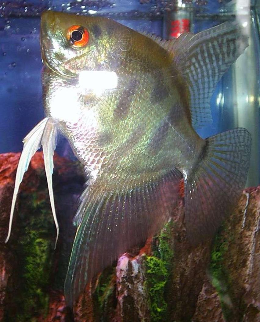 Rated #50: Freshwater Fish - Pterophyllum Scalare - Clown Angelfish Stocking In 55 Gallons Tank - Clown Angelfish,  the strips that are a little dark.some times become very dark and other times they are completely gone.