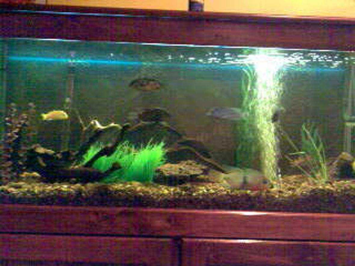 70 gallons freshwater fish tank (mostly fish and non-living decorations) - Creekish Feel