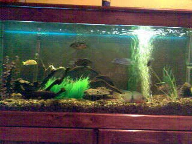 70 gallons freshwater fish tank (mostly fish and non-living decorations) - Creekish Feel