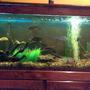 70 gallons freshwater fish tank (mostly fish and non-living decorations) - Creekish Feel